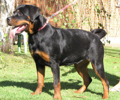 BEAUTY Roccia Nera 